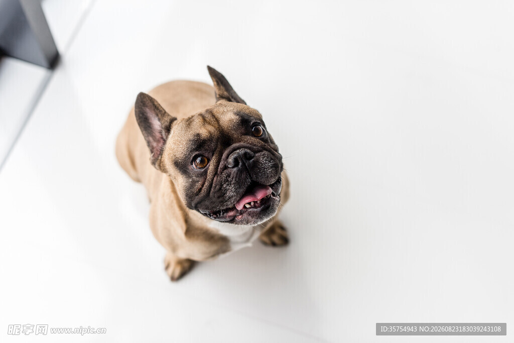 可爱法斗犬抬头望