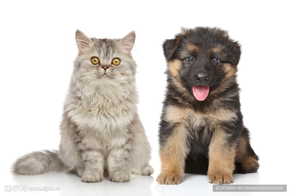 猫咪与幼犬同框可爱瞬间