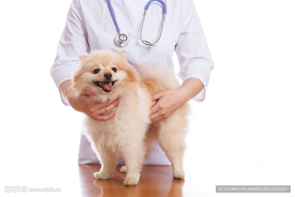 兽医与可爱博美犬互动