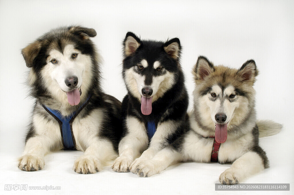 三只可爱的阿拉斯加犬