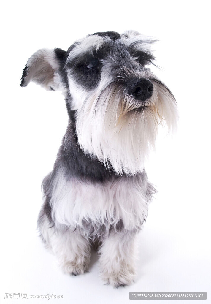 可爱雪纳瑞小狗特写