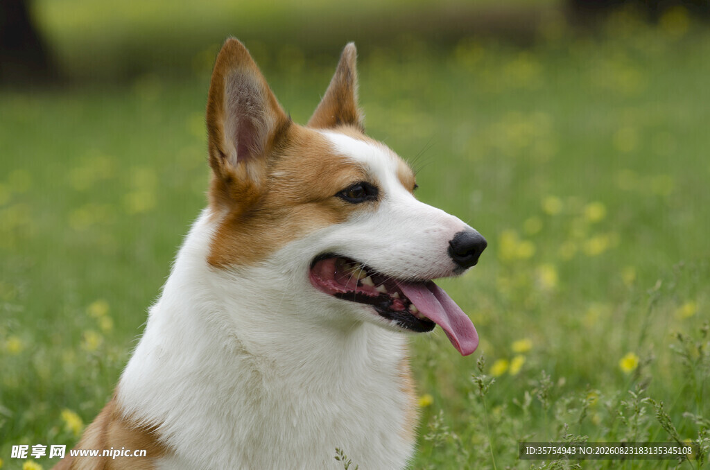可爱柯基犬于草地吐舌