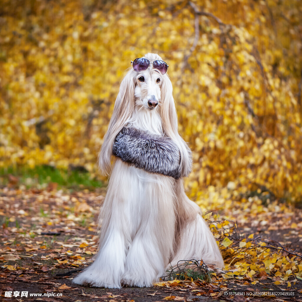 秋景中优雅端坐的长毛猎犬