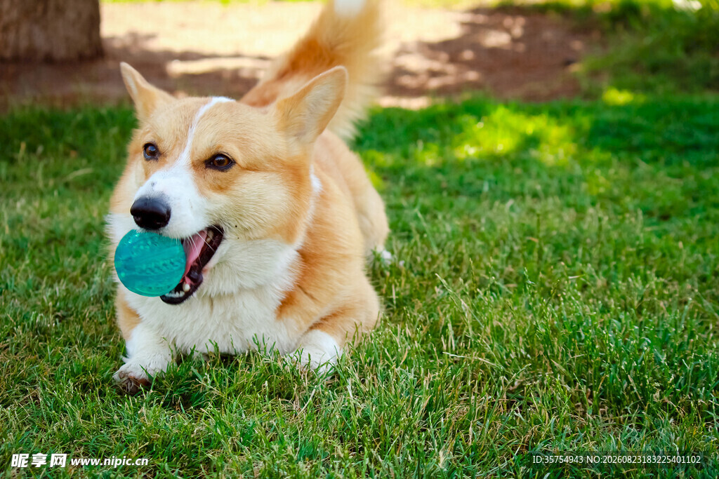 草地上玩耍的快乐柯基犬