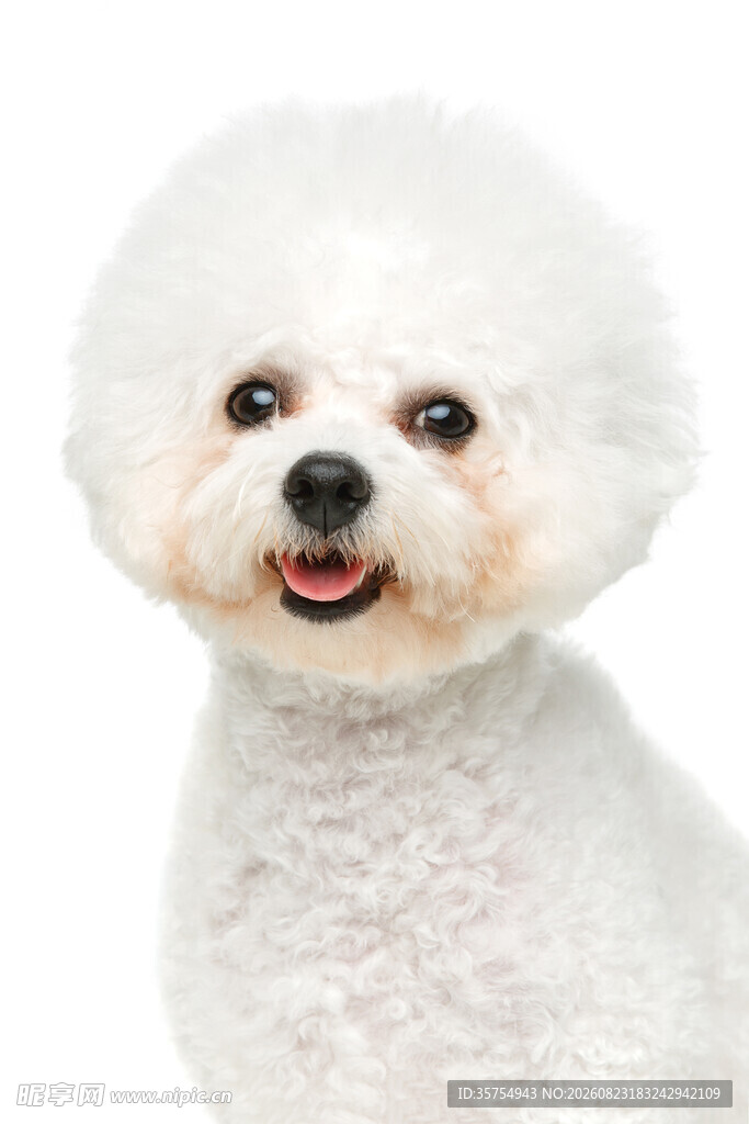 可爱比熊犬的萌趣瞬间