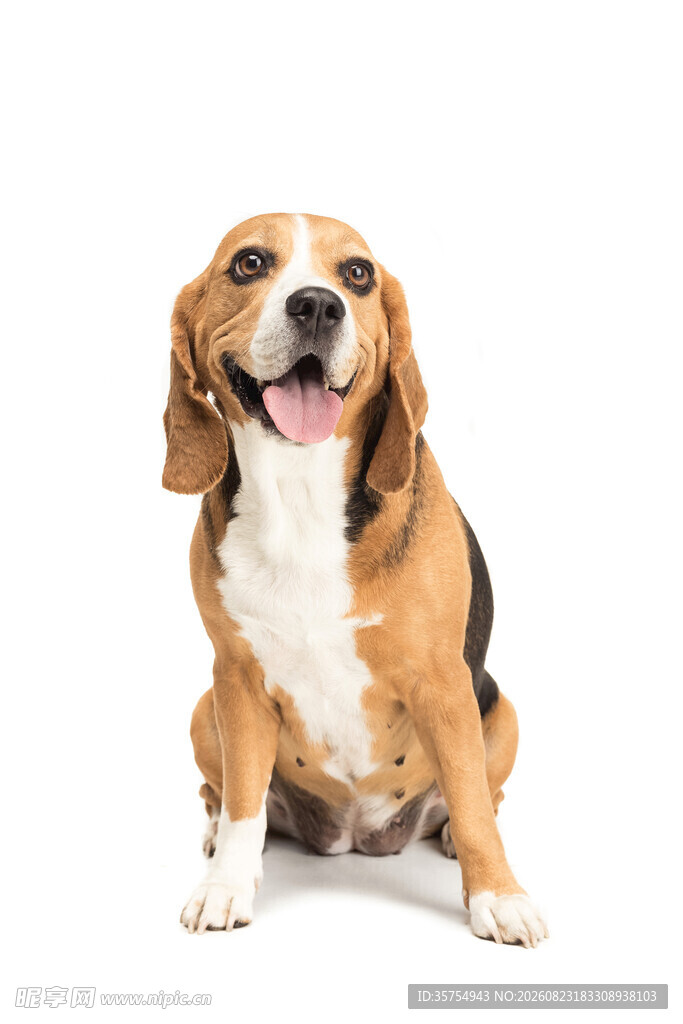 可爱比格犬开心端坐