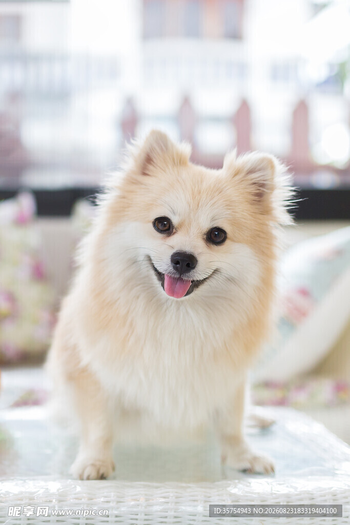 可爱博美犬咧嘴微笑