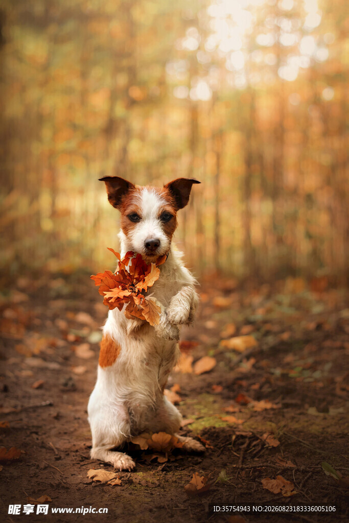 秋日萌犬衔叶欢快站立