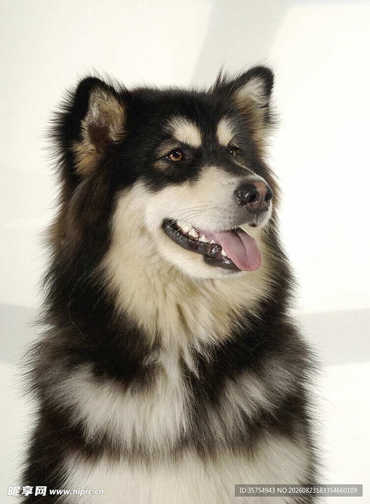可爱阿拉斯加犬正面照