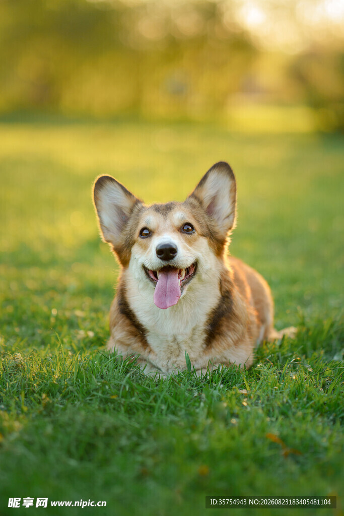 草地上微笑的可爱柯基犬