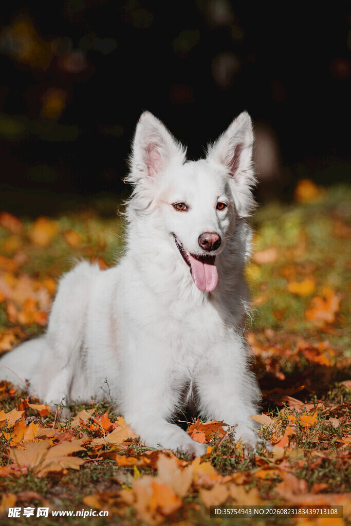 秋日白犬惬意躺于落叶中
