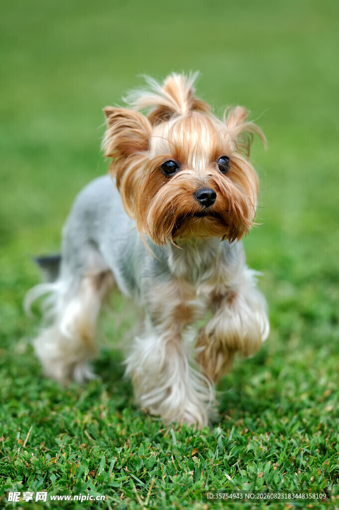 奔跑的约克夏犬