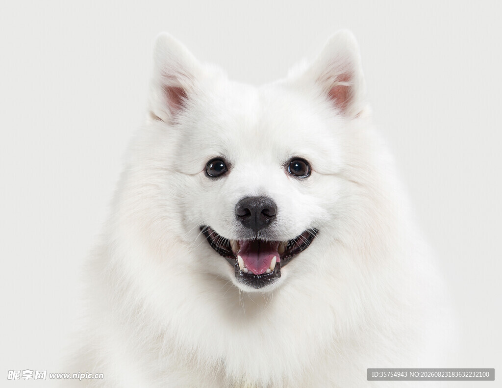 微笑的白色萨摩耶犬