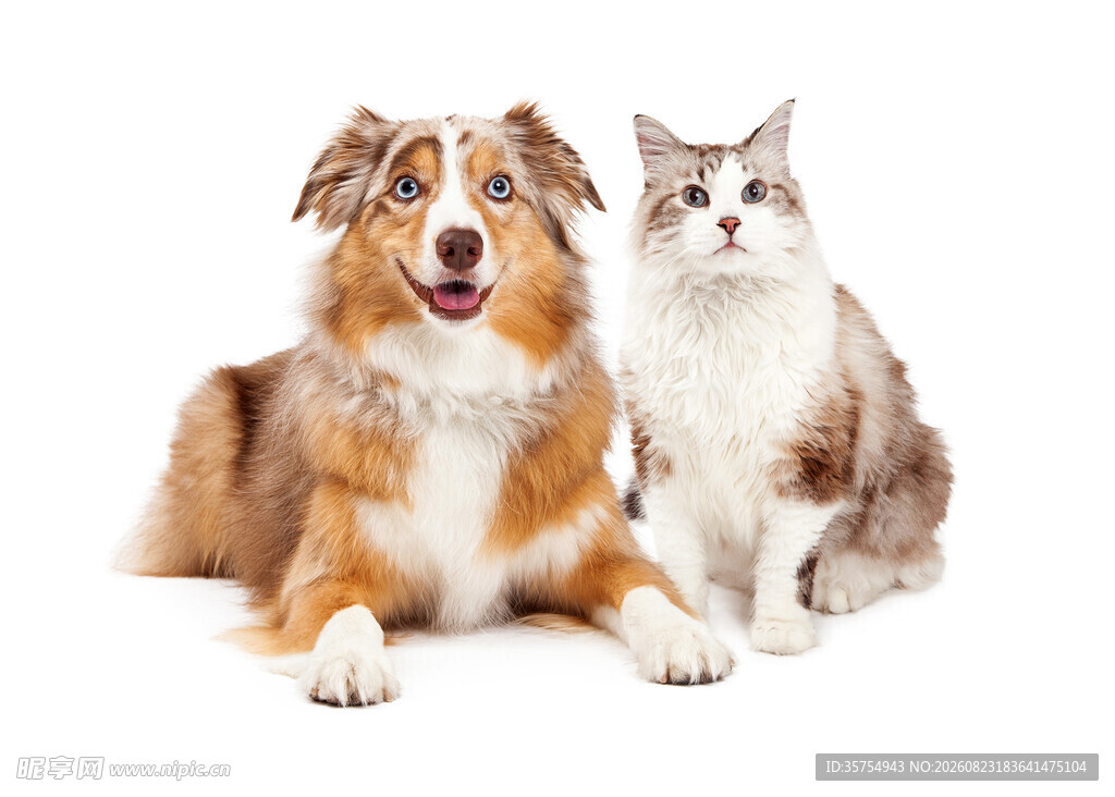 猫狗同框温馨可爱瞬间