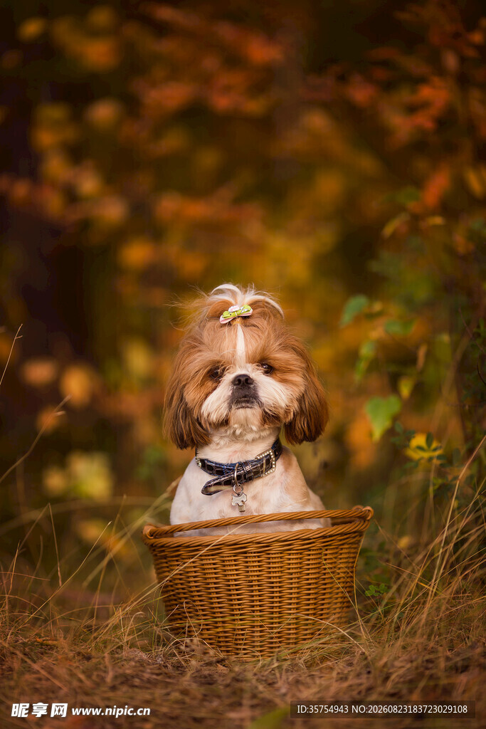 秋日篮中可爱小萌犬