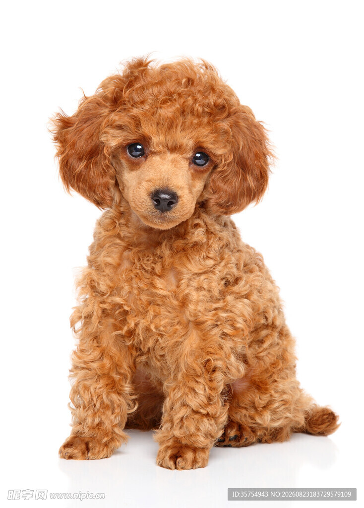 可爱棕色小贵宾犬