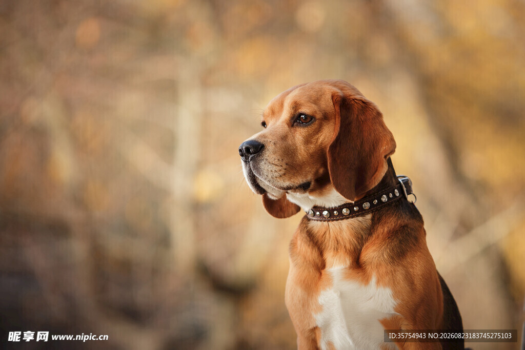 可爱猎犬户外专注瞬间
