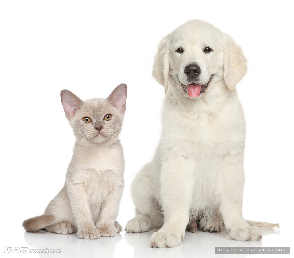 小猫与大狗同框可爱画面