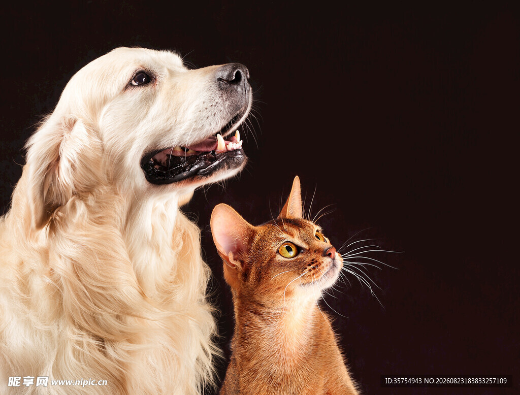 金犬与橘猫的温馨同框