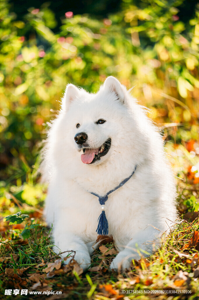 秋日里微笑的萨摩耶犬