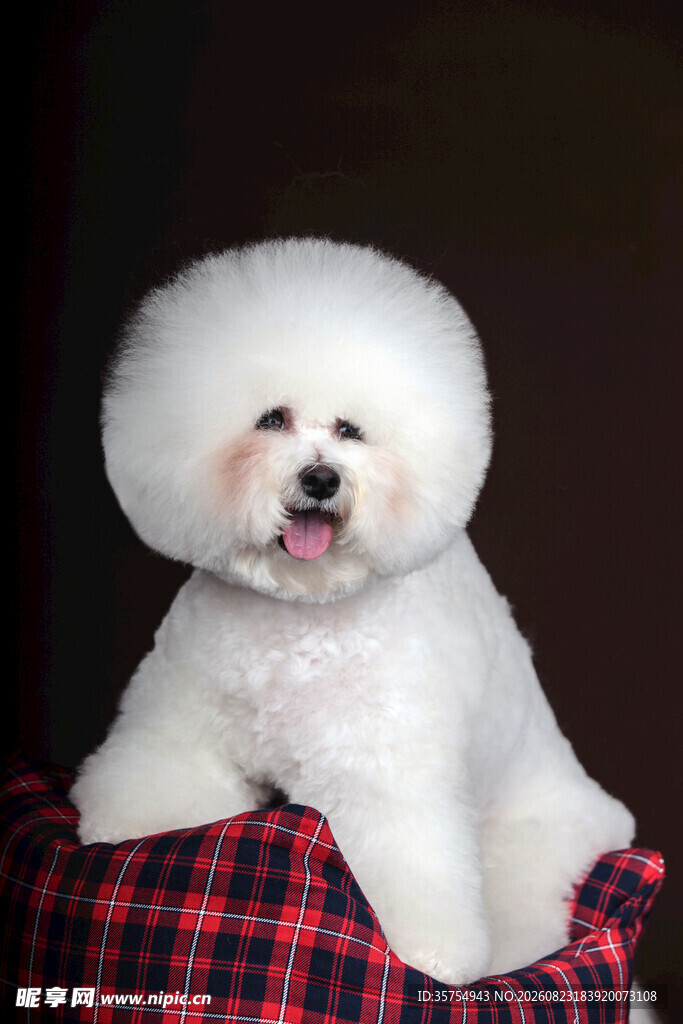 可爱比熊犬坐于格子垫上