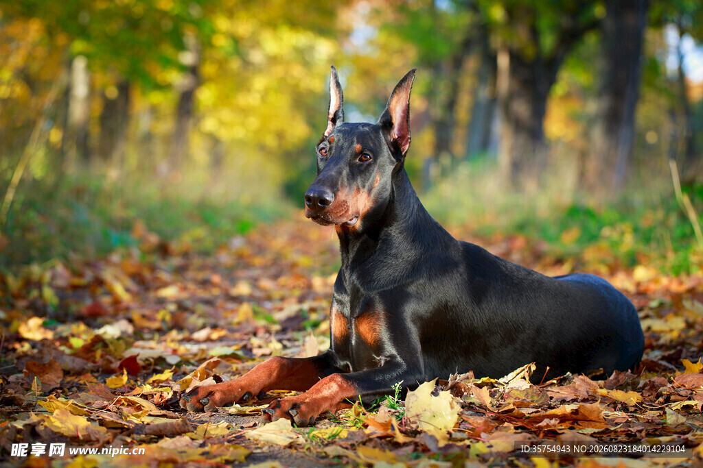 秋日林间的黑色杜宾犬
