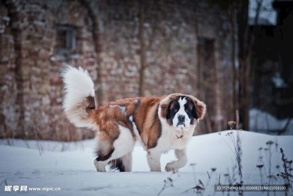 雪地中奔跑的圣伯纳犬
