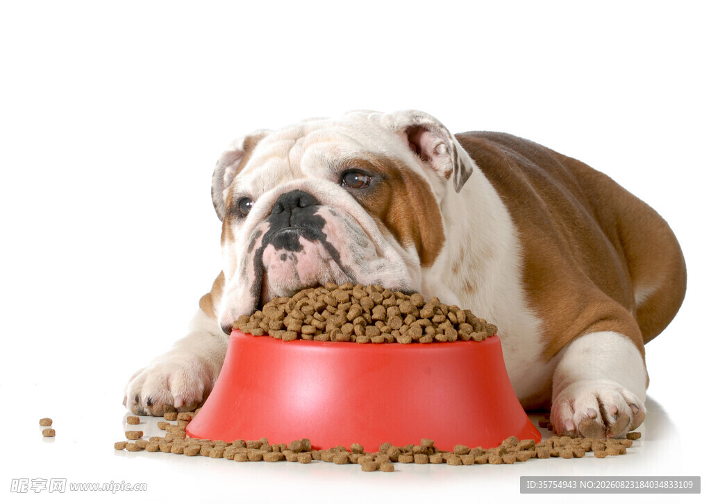 英国斗牛犬进食中