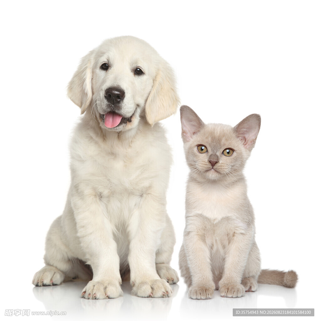 小狗与小猫同框可爱瞬间