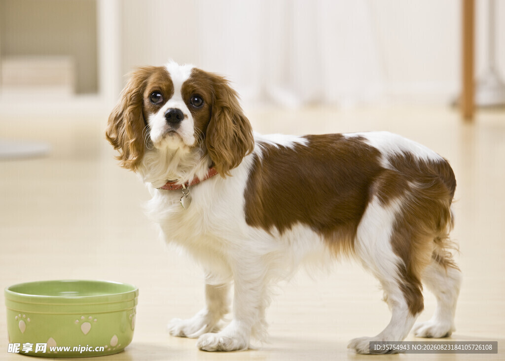 查尔斯王小猎犬等待进食