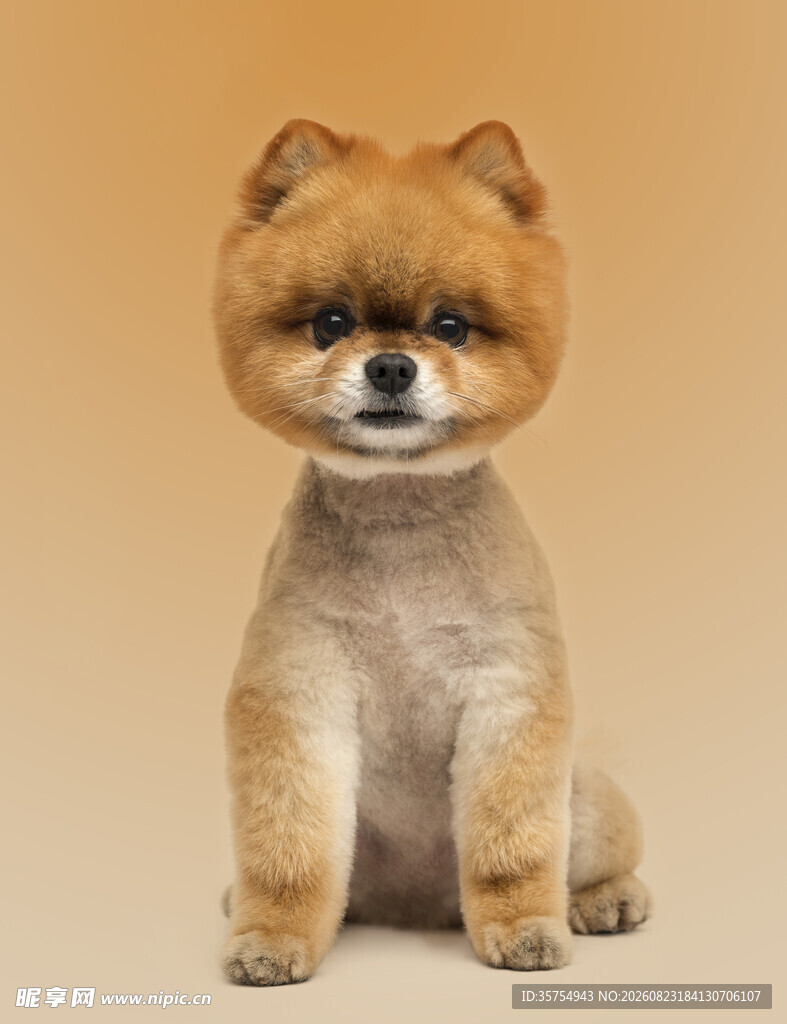 可爱短毛博美犬乖巧坐姿