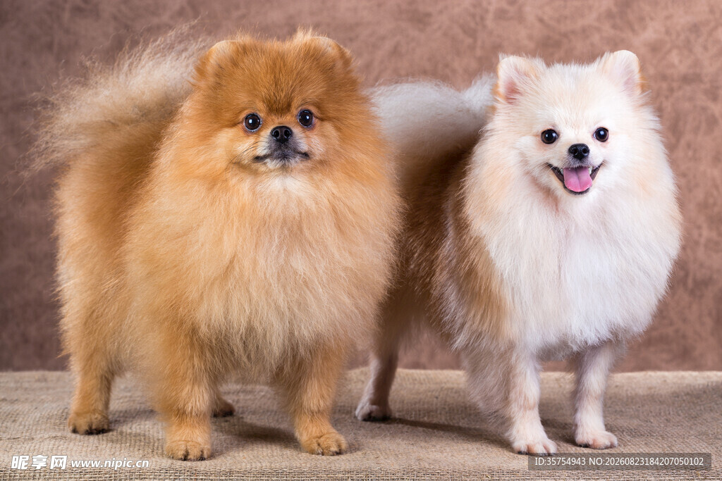 两只可爱宠物犬
