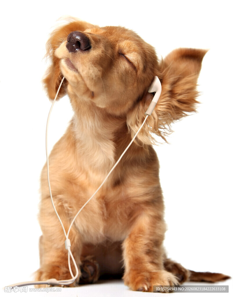 腊肠犬戴耳机惬意享受