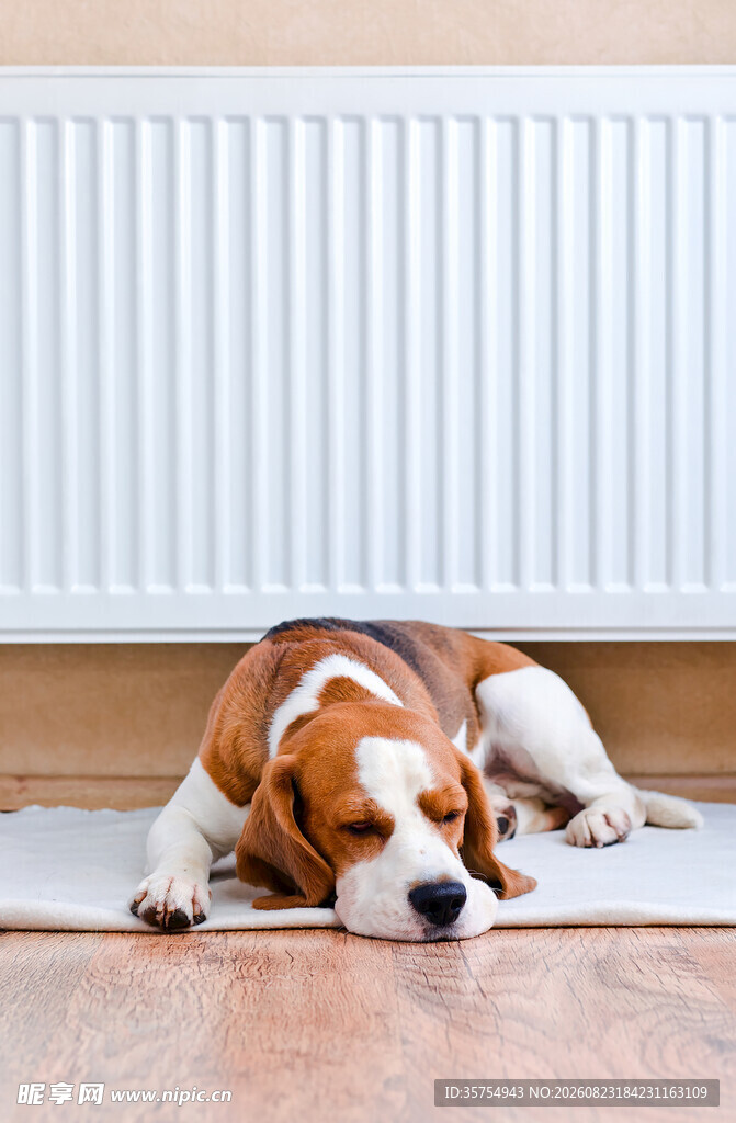趴着休息的小猎犬
