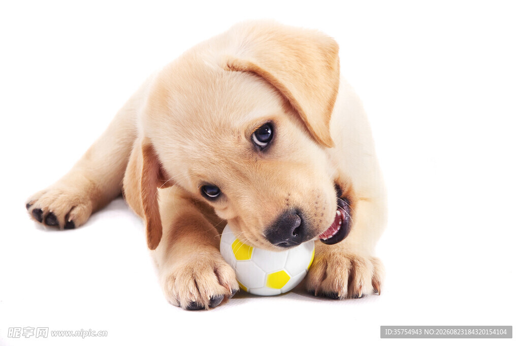 可爱幼犬玩带花小球