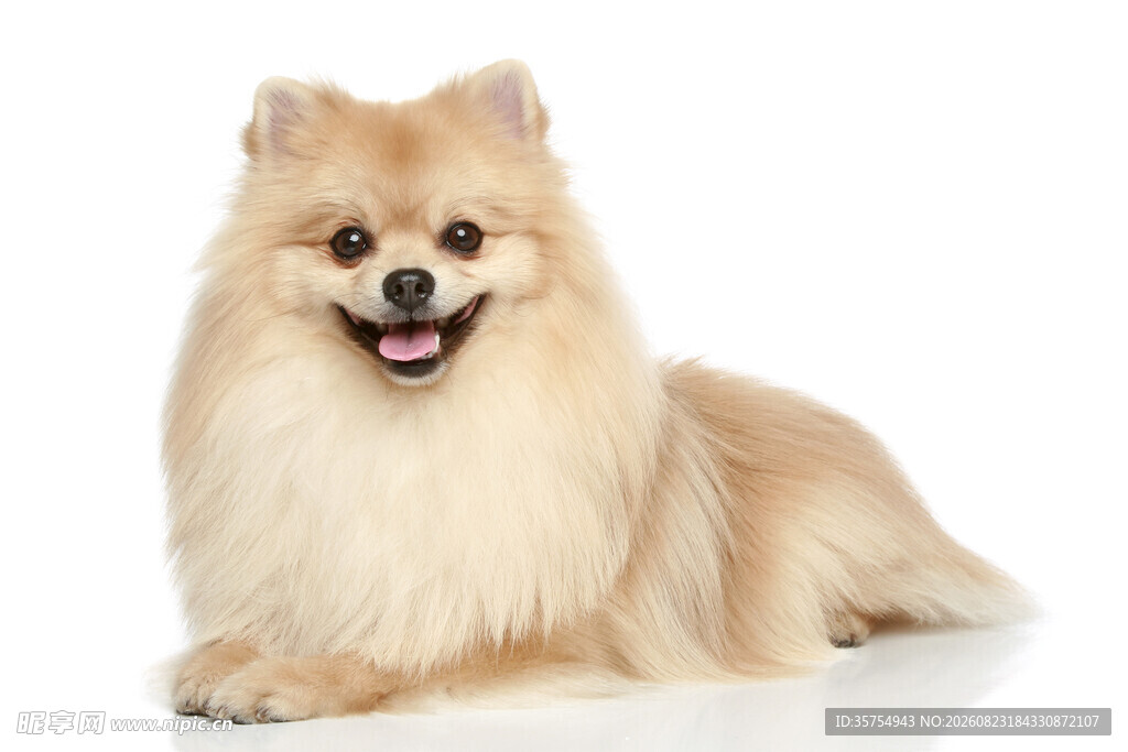 可爱博美犬趴坐展示萌态