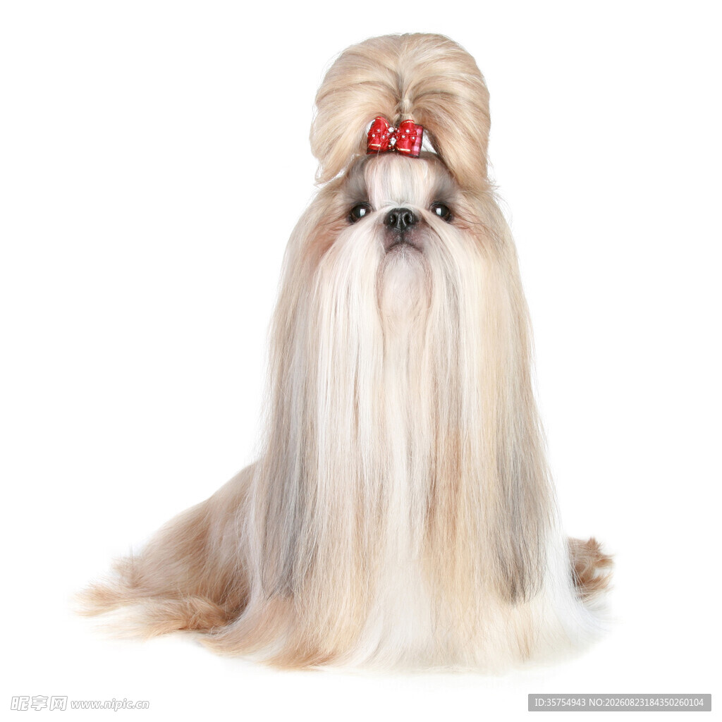 可爱西施犬长发蝴蝶结