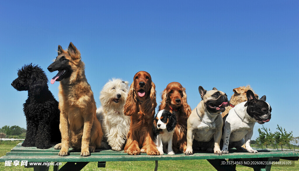 多样萌犬齐聚绿色平台