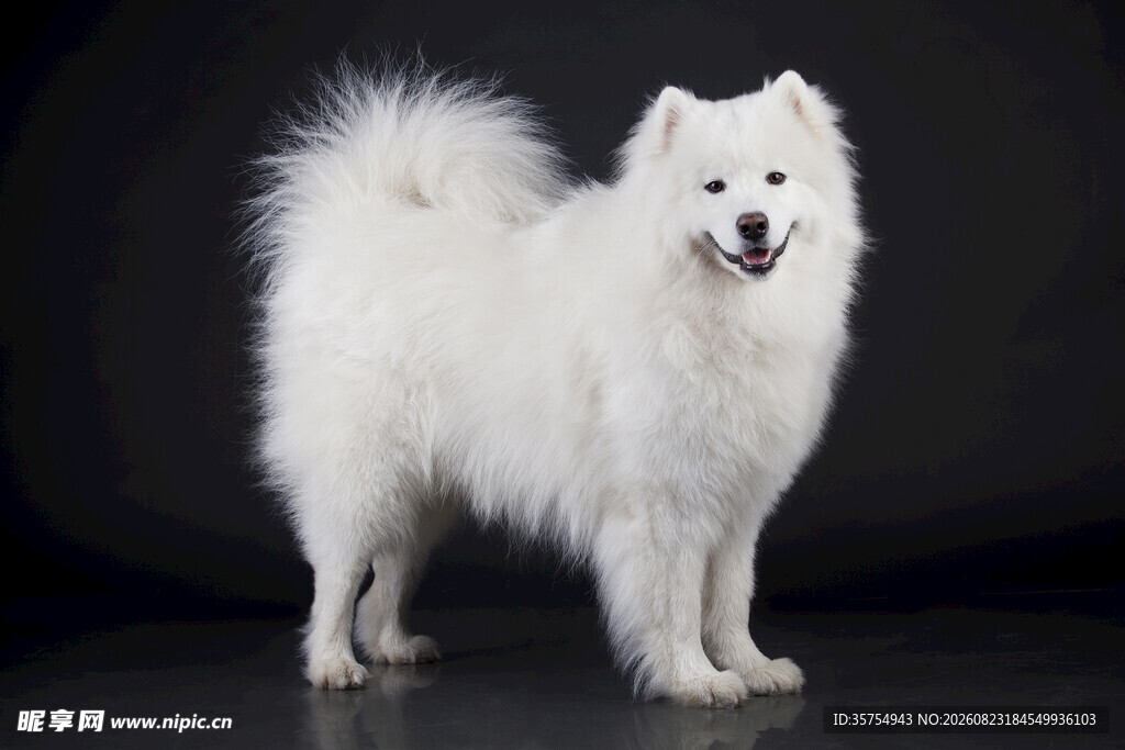 可爱萨摩耶犬站立写真