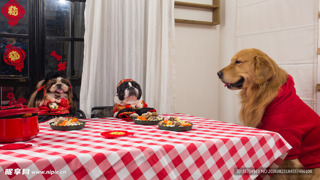金毛犬守望着喜庆餐桌