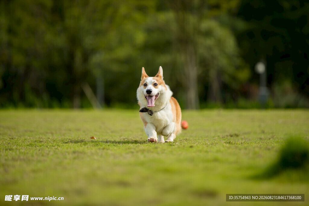 奔跑的柯基犬
