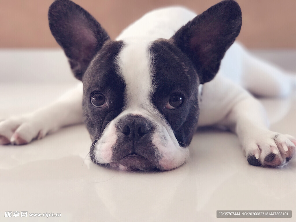 趴着的黑白法国斗牛犬