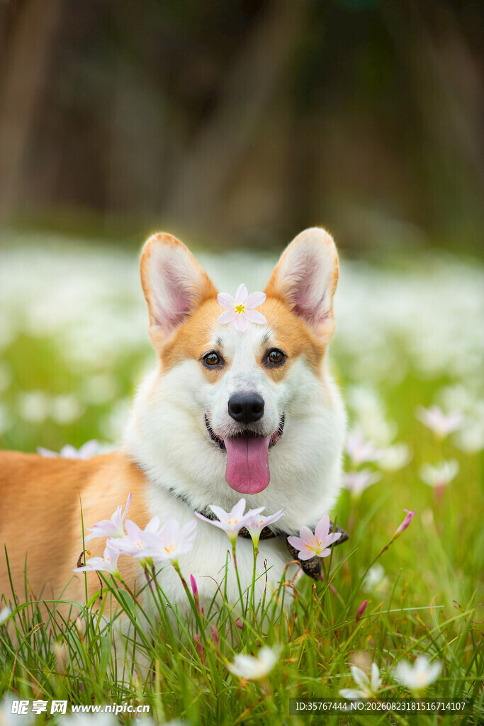 草地上的可爱柯基犬