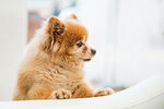 可爱博美犬趴在白色沙发上