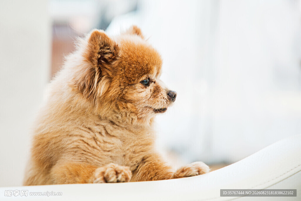 可爱博美犬趴在白色沙发上