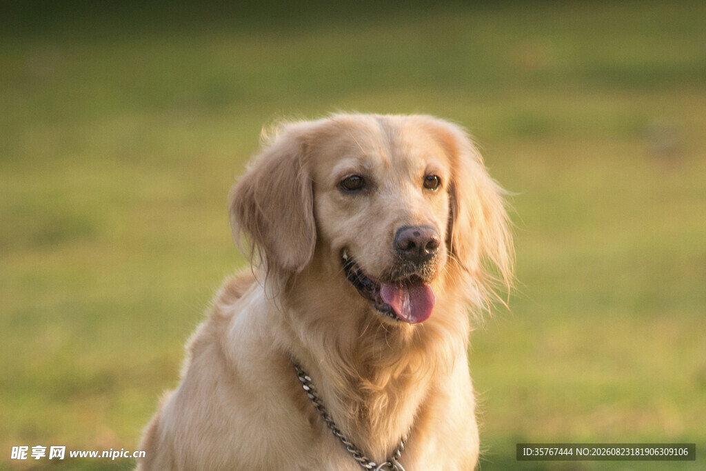 阳光下的微笑金毛犬