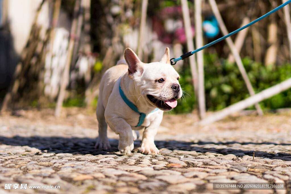 牵绳散步的白色法斗犬
