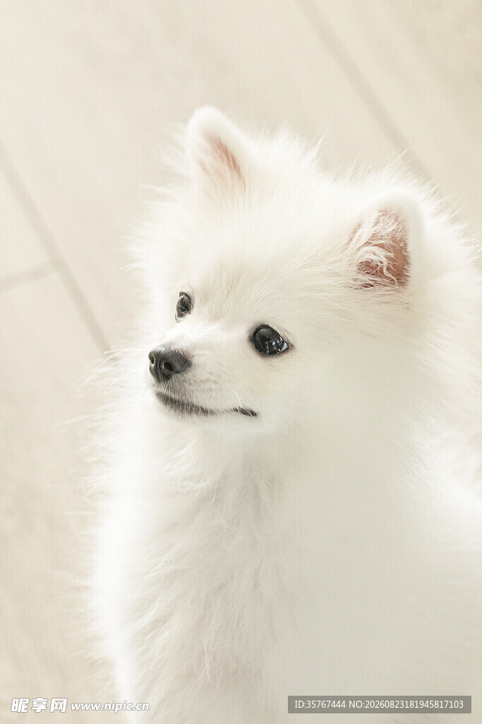 可爱白色博美犬
