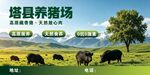 藏香猪 养猪场