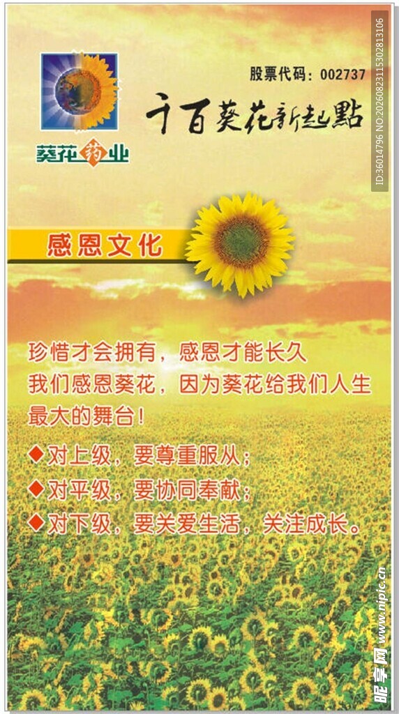 千亩葵花绽放田园美景
